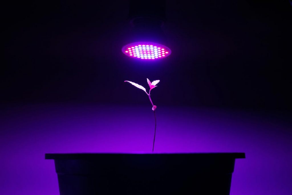 Can Hue Lights Work As Grow Lights? Purple Grow Lights